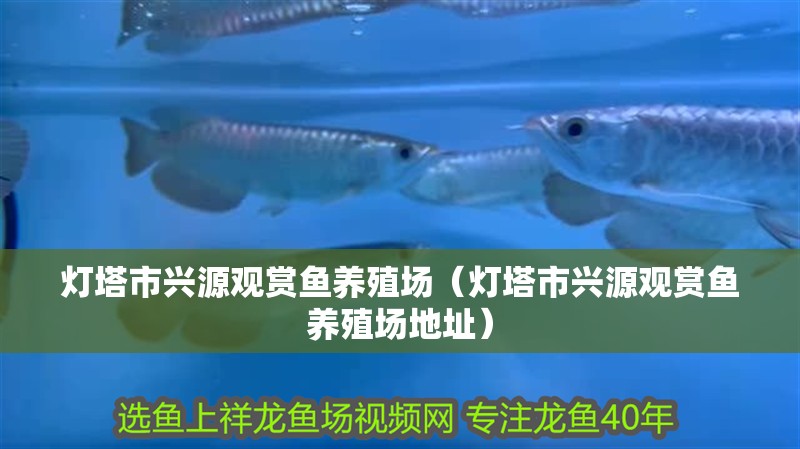 燈塔市興源觀賞魚(yú)養(yǎng)殖場(chǎng)（燈塔市興源觀賞魚(yú)養(yǎng)殖場(chǎng)地址）