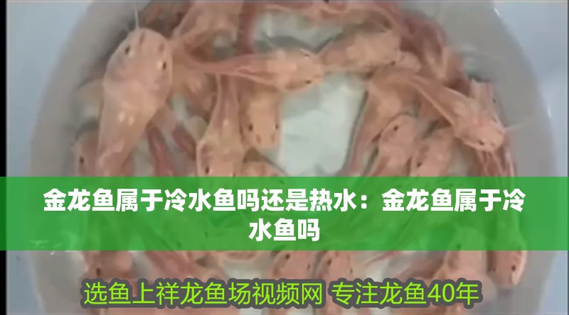 金龍魚屬于冷水魚嗎還是熱水：金龍魚屬于冷水魚嗎