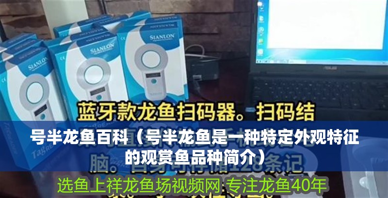 號半龍魚百科（號半龍魚是一種特定外觀特征的觀賞魚品種簡介）