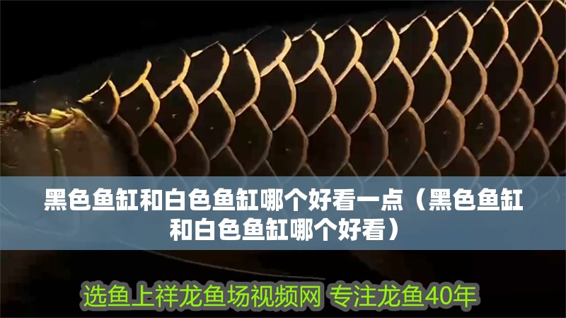 黑色魚(yú)缸和白色魚(yú)缸哪個(gè)好看一點(diǎn)（黑色魚(yú)缸和白色魚(yú)缸哪個(gè)好看）