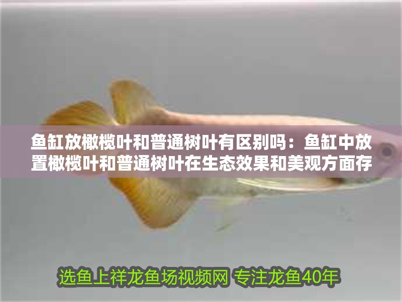 魚缸放橄欖葉和普通樹葉有區(qū)別嗎：魚缸中放置橄欖葉和普通樹葉在生態(tài)效果和美觀方面存在差異