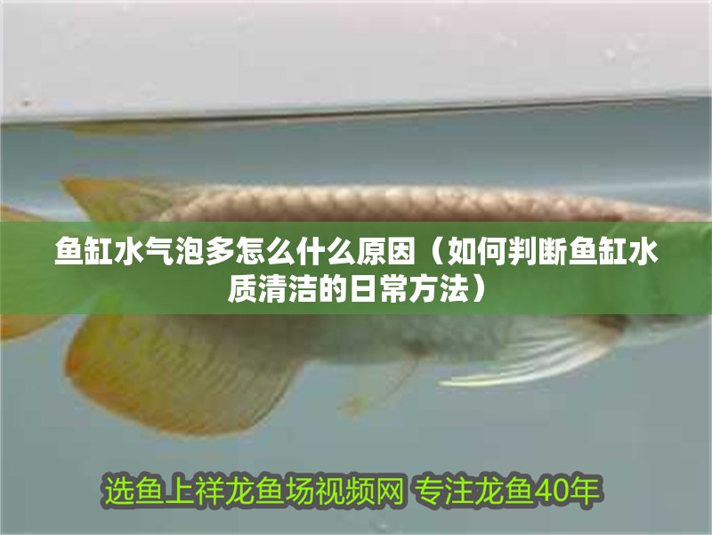魚(yú)缸水氣泡多怎么什么原因（如何判斷魚(yú)缸水質(zhì)清潔的日常方法）