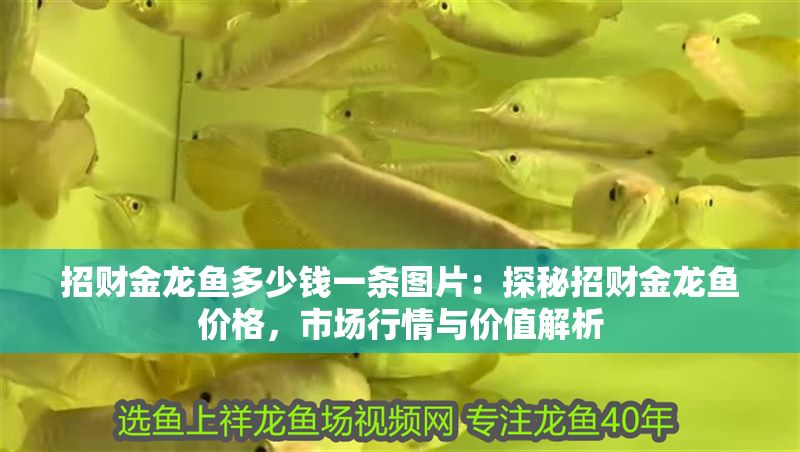 招財金龍魚多少錢一條圖片:探秘招財金龍魚價格,市場行情與價值解析 龍魚百科 第1張 招財金龍魚多少錢一條圖片:探秘招財金龍魚價格,市場行情與價值解析 招財金龍魚多少錢一條圖片:探秘招財金龍魚價格,市場行情與價值解析 龍魚百科 第1張