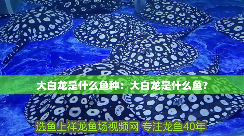 大白龍是什么魚種：大白龍是什么魚？
