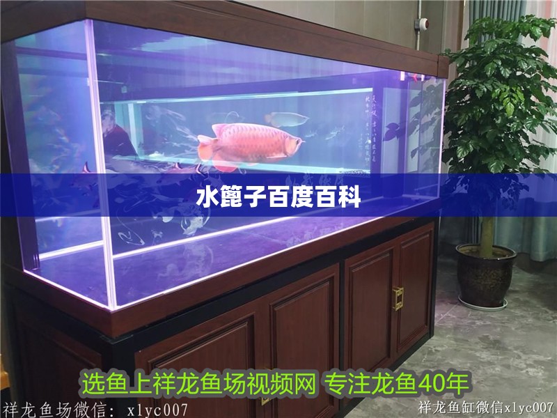 水篦子百度百科