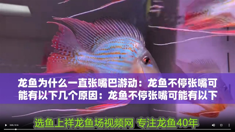 龍魚為什么一直張嘴巴游動：龍魚不停張嘴可能有以下幾個原因：龍魚不停張嘴可能有以下幾個