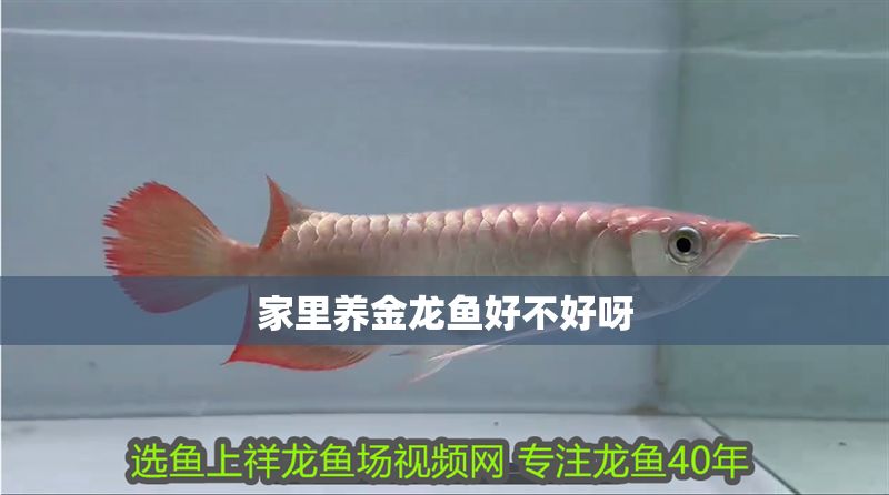 家里養(yǎng)金龍魚好不好呀