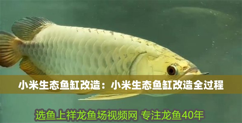 小米生態魚缸改造：小米生態魚缸改造全過程