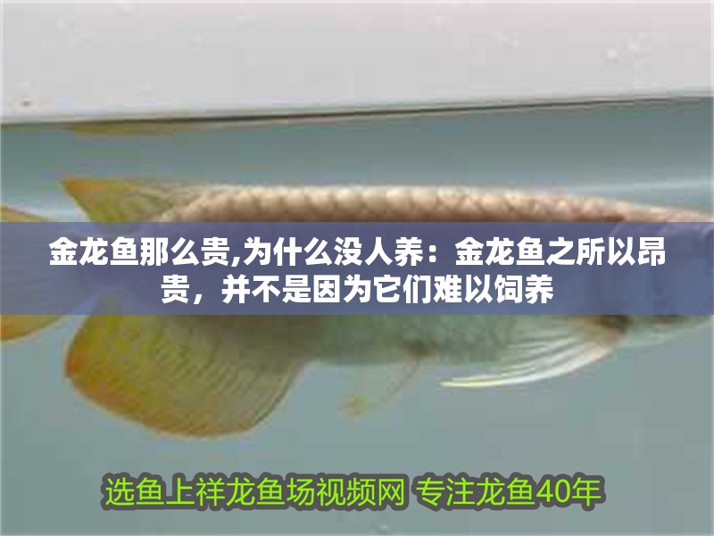金龍魚那么貴,為什么沒人養：金龍魚之所以昂貴，并不是因為它們難以飼養