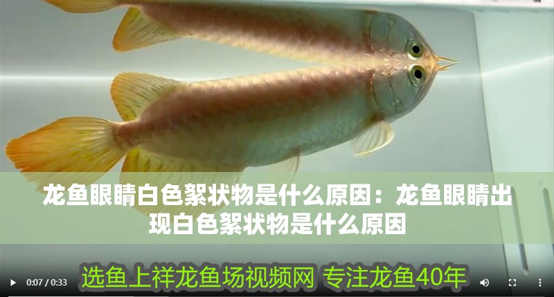 龍魚(yú)眼睛白色絮狀物是什么原因：龍魚(yú)眼睛出現(xiàn)白色絮狀物是什么原因