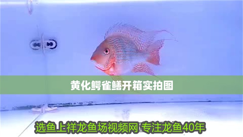 黃化鱷雀鱔開箱實(shí)拍圖 黃化鱷雀鱔開箱實(shí)拍圖 龍魚論壇