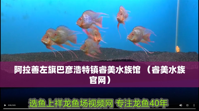 阿拉善左旗巴彥浩特鎮睿美水族館 （睿美水族官網）