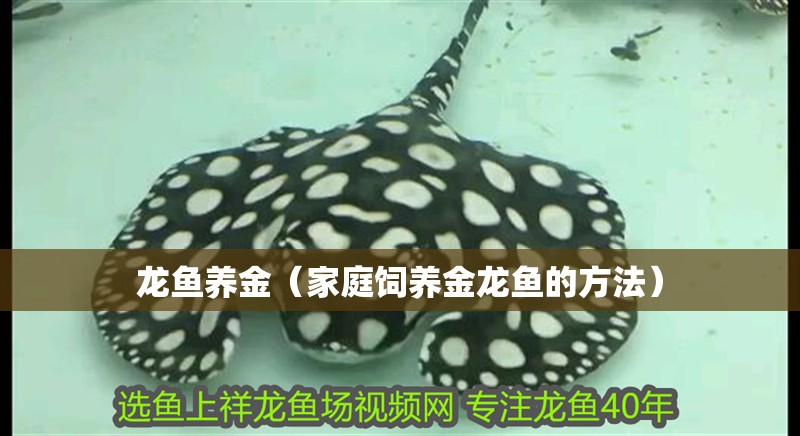 龍魚養(yǎng)金（家庭飼養(yǎng)金龍魚的方法）
