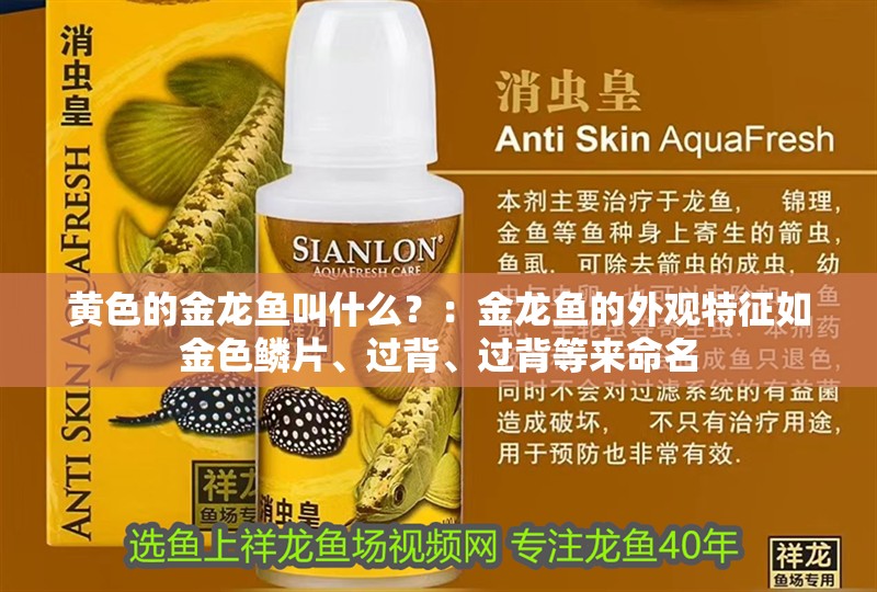 黃色的金龍魚叫什么？：金龍魚的外觀特征如金色鱗片、過背、過背等來命名