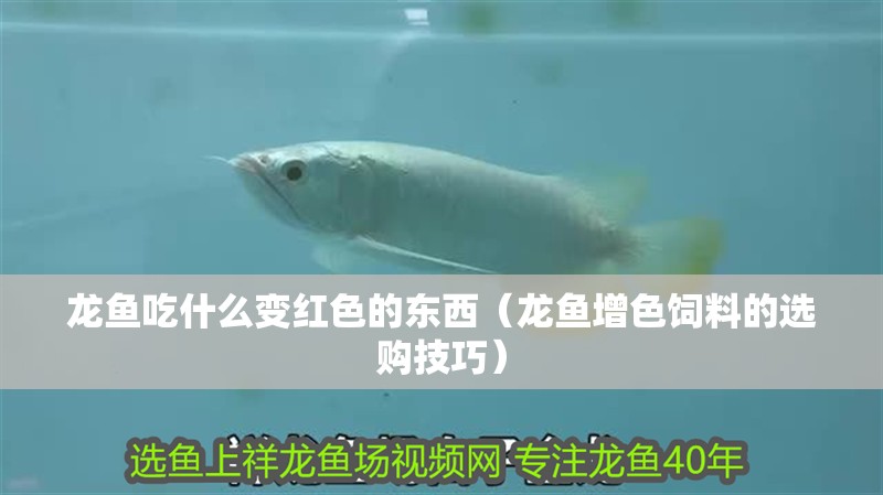 龍魚吃什么變紅色的東西（龍魚增色飼料的選購技巧）