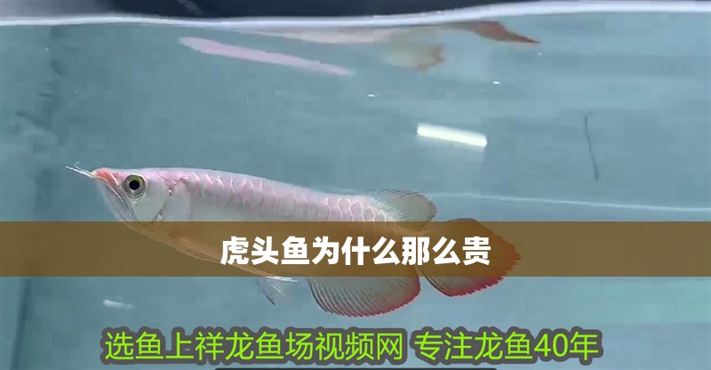 虎頭魚為什么那么貴