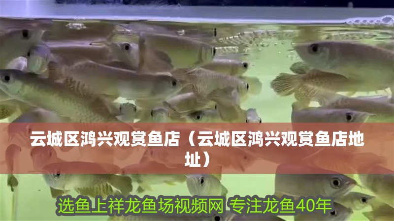 云城區鴻興觀賞魚店（云城區鴻興觀賞魚店地址）