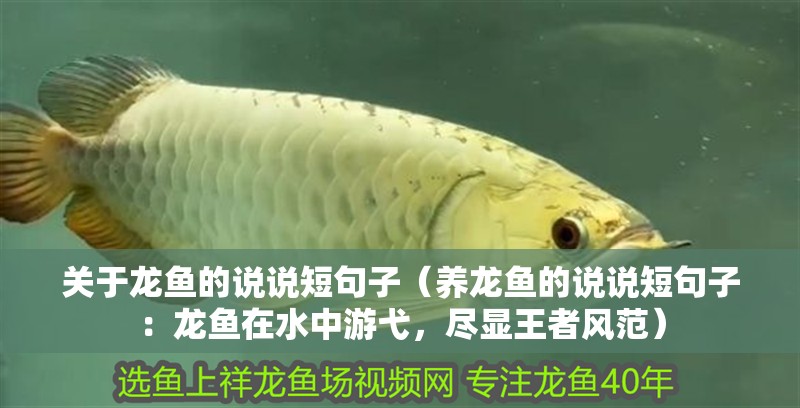 關于龍魚的說說短句子（養龍魚的說說短句子：龍魚在水中游弋，盡顯王者風范）