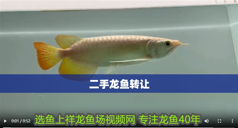二手龍魚轉讓