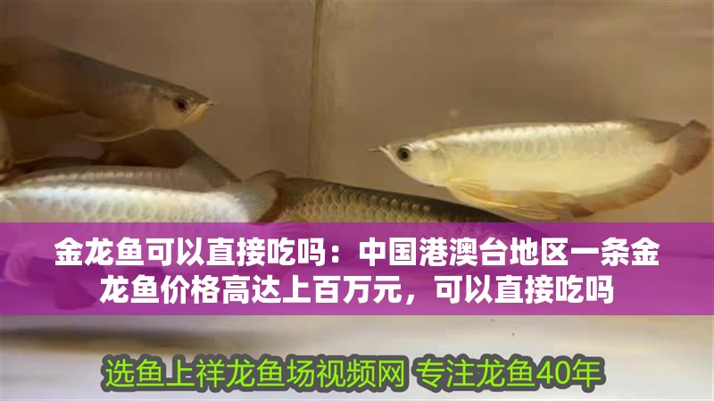 金龍魚可以直接吃嗎：中國港澳臺地區一條金龍魚價格高達上百萬元，可以直接吃嗎