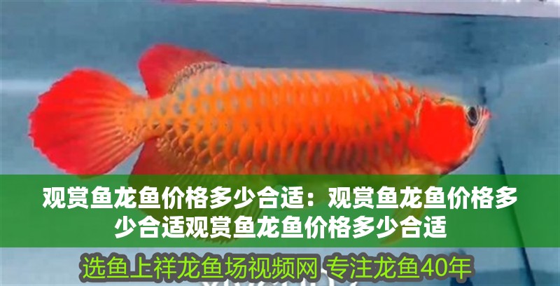 觀賞魚龍魚價格多少合適：觀賞魚龍魚價格多少合適觀賞魚龍魚價格多少合適