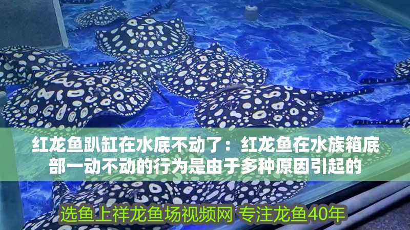 紅龍魚趴缸在水底不動了：紅龍魚在水族箱底部一動不動的行為是由于多種原因引起的 紅龍魚趴缸在水底不動了：紅龍魚在水族箱底部一動不動的行為是由于多種原因引起的 龍魚百科