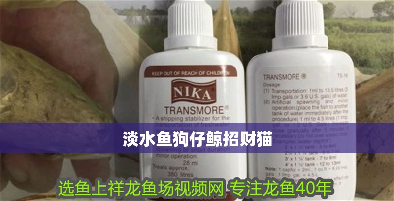 淡水魚狗仔鯨招財(cái)貓