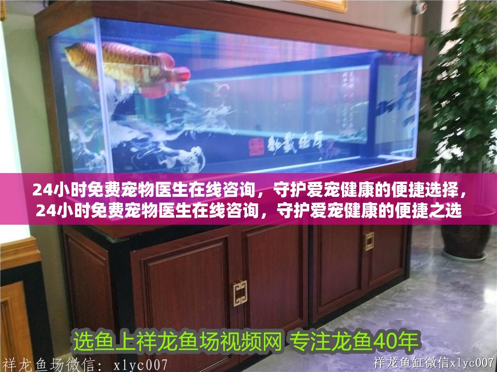 24小時免費寵物醫生在線咨詢，守護愛寵健康的便捷選擇，24小時免費寵物醫生在線咨詢，守護愛寵健康的便捷之選