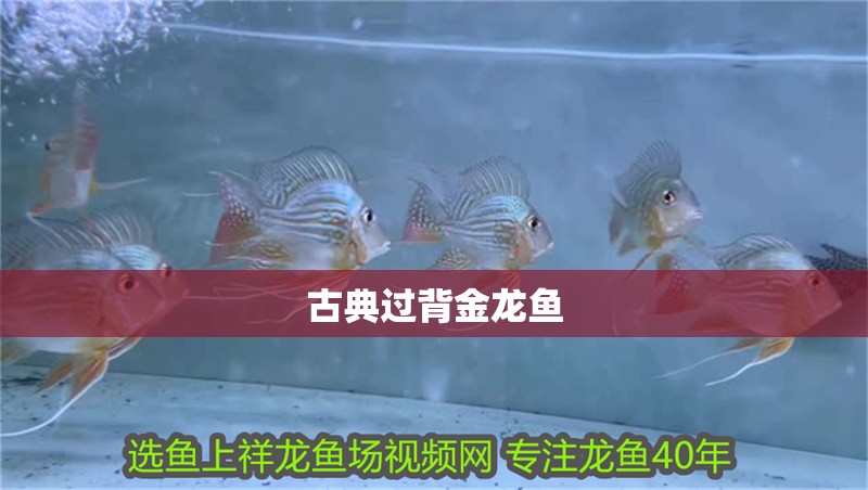 古典過背金龍魚 古典過背金龍魚 龍魚論壇