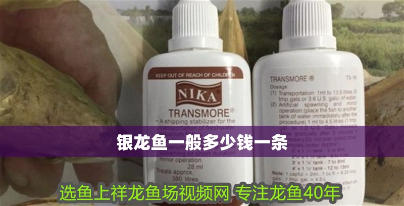 銀龍魚一般多少錢一條