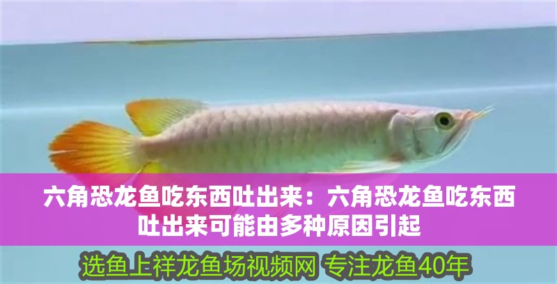 六角恐龍魚吃東西吐出來：六角恐龍魚吃東西吐出來可能由多種原因引起