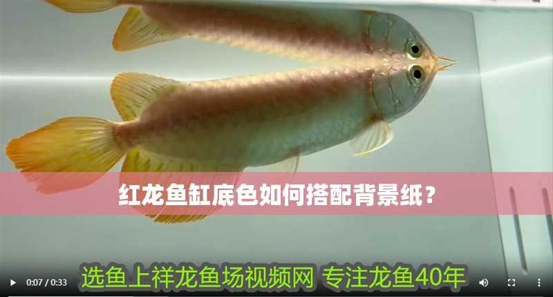 紅龍魚缸底色如何搭配背景紙？