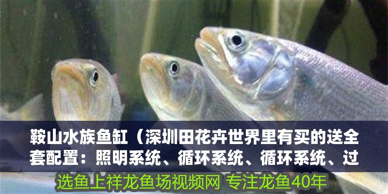 <strong><mark>鞍山</mark></strong>水族魚缸（深圳田花卉世界里有買的送全套配置：照明系統、循環系統、循環系統、過濾系統、增氧系統、增：東平魚缸哪里有賣