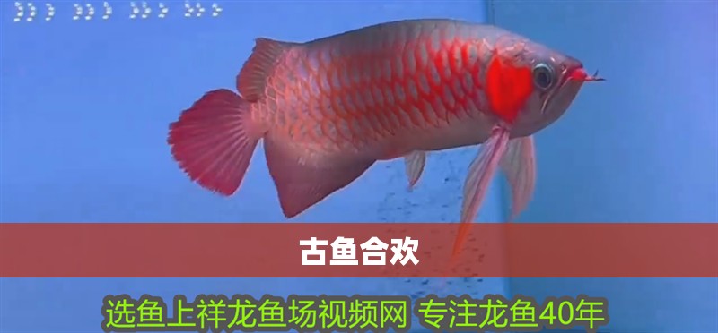 古魚合歡