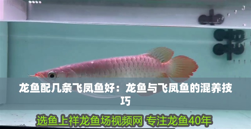 龍魚配幾條飛鳳魚好：龍魚與飛鳳魚的混養技巧 龍魚配幾條飛鳳魚好：龍魚與飛鳳魚的混養技巧 龍魚百科