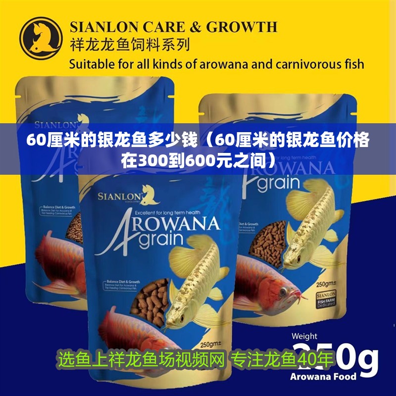 60厘米的銀龍魚多少錢（60厘米的銀龍魚價格在300到600元之間）