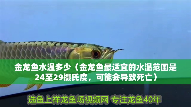金龍魚水溫多少（金龍魚最適宜的水溫范圍是24至29攝氏度，可能會導致死亡）
