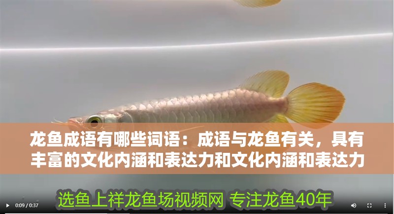 龍魚成語有哪些詞語：成語與龍魚有關(guān)，具有豐富的文化內(nèi)涵和表達(dá)力和文化內(nèi)涵和表達(dá)力
