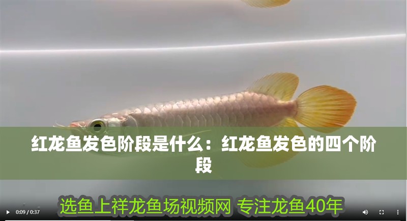 紅龍魚發色階段是什么：紅龍魚發色的四個階段