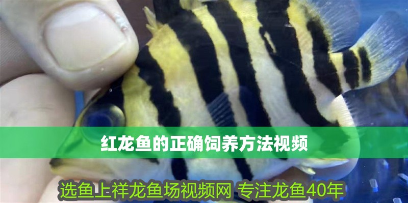 紅龍魚的正確飼養方法視頻 紅龍魚的正確飼養方法視頻 龍魚論壇