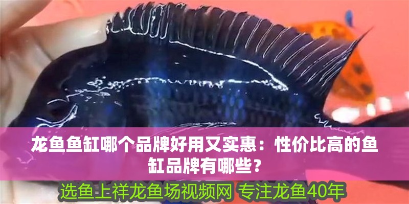 龍魚魚缸哪個品牌好用又實惠：性價比高的魚缸品牌有哪些？