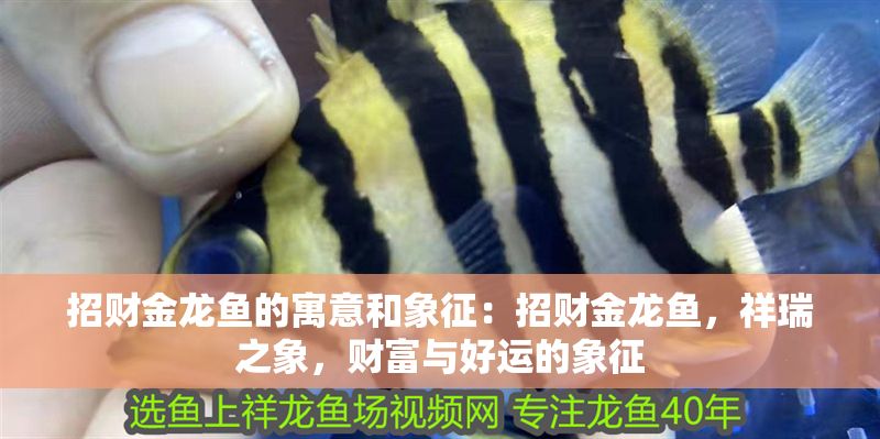 招財金龍魚的寓意和象征：招財金龍魚，祥瑞之象，財富與好運的象征