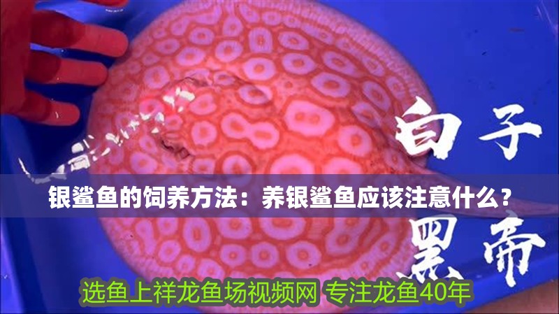 銀鯊魚的飼養(yǎng)方法：養(yǎng)銀鯊魚應(yīng)該注意什么？ 銀鯊魚的飼養(yǎng)方法：養(yǎng)銀鯊魚應(yīng)該注意什么？ 魚缸百科