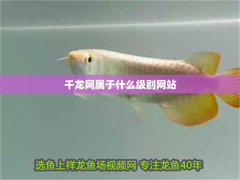 千龍網(wǎng)屬于什么級(jí)別網(wǎng)站 千龍網(wǎng)屬于什么級(jí)別網(wǎng)站 龍魚論壇
