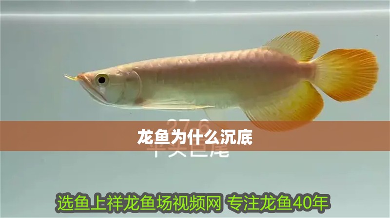 龍魚為什么沉底