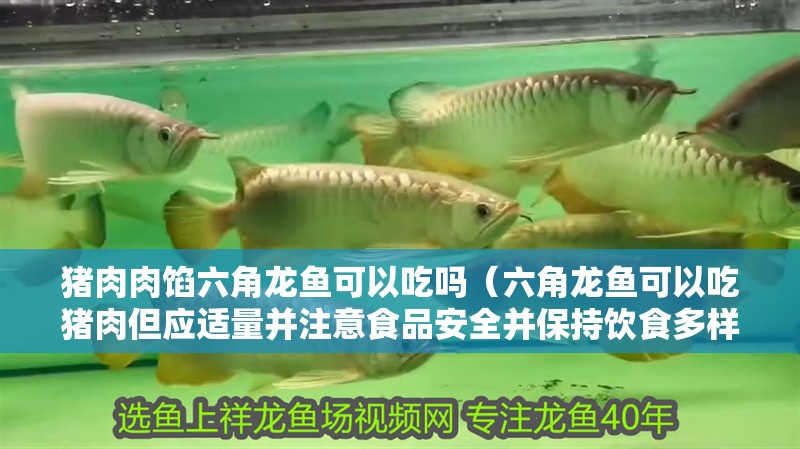 豬肉肉餡六角龍魚可以吃嗎（六角龍魚可以吃豬肉但應(yīng)適量并注意食品安全并保持飲食多樣化）