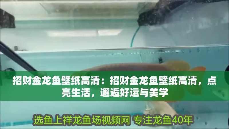 招財金龍魚壁紙高清：招財金龍魚壁紙高清，點亮生活，邂逅好運與美學