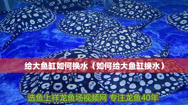 給大魚缸如何換水（如何給大魚缸換水）