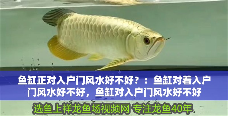 魚缸正對入戶門風水好不好？：魚缸對著入戶門風水好不好，魚缸對入戶門風水好不好
