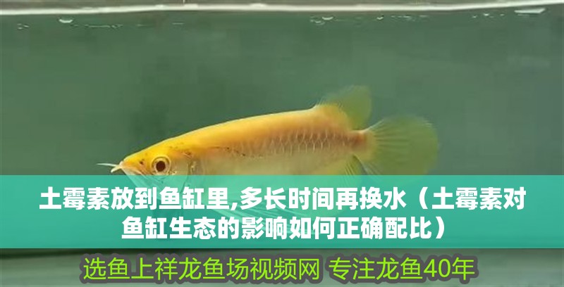 土霉素放到魚(yú)缸里,多長(zhǎng)時(shí)間再換水（土霉素對(duì)魚(yú)缸生態(tài)的影響如何正確配比）